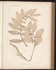 Plant specimens from Physiotypia plantarum austriacarum